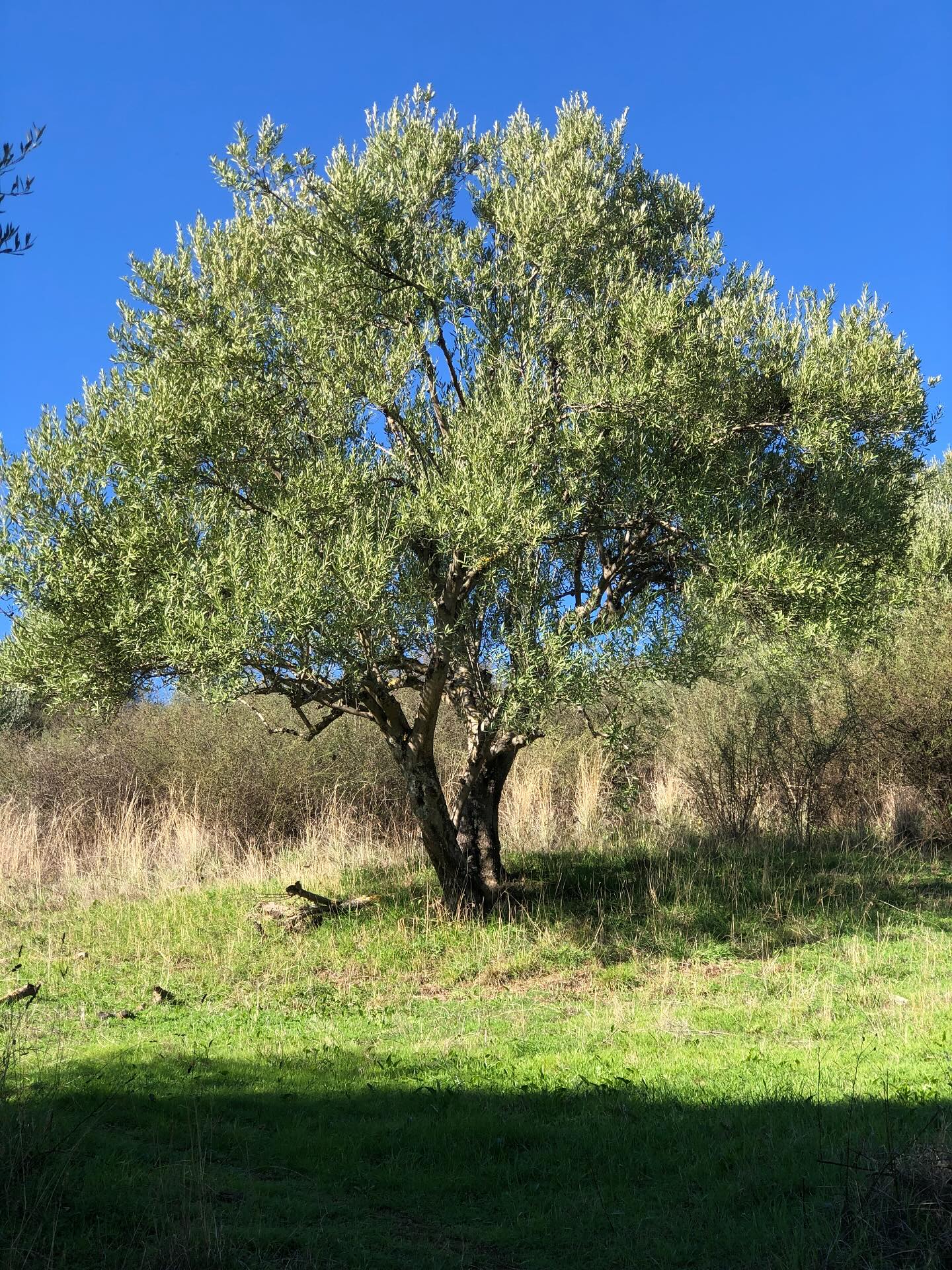 Huile d'olive traditionnelle