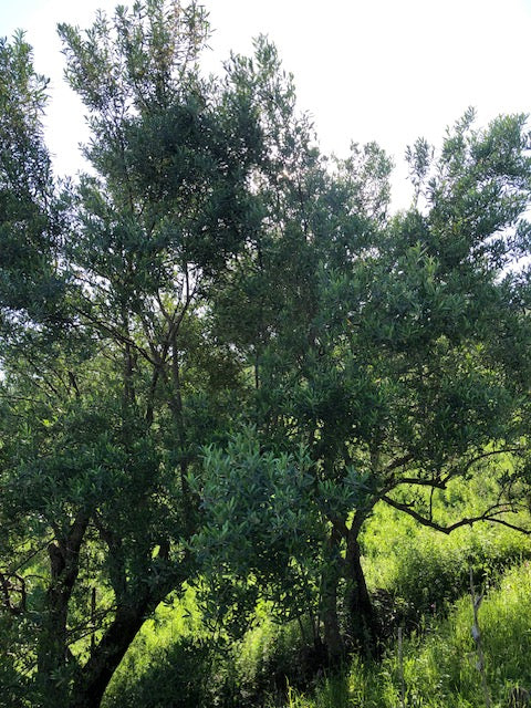 Huile d'olive traditionnelle