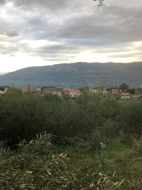 Huile d'olive traditionnelle